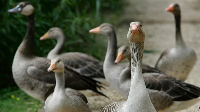 Germany to cull geese after low-risk bird flu found on firm 